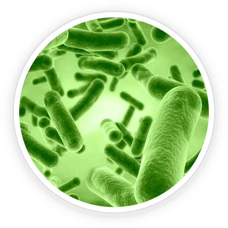 Bacillus Coagulans ingredient