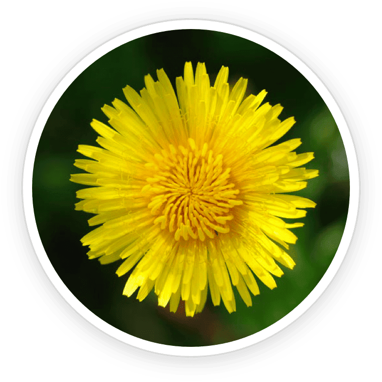 Inulin and Dandelion ingredient