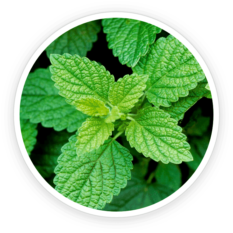Lemon Balm ingredient
