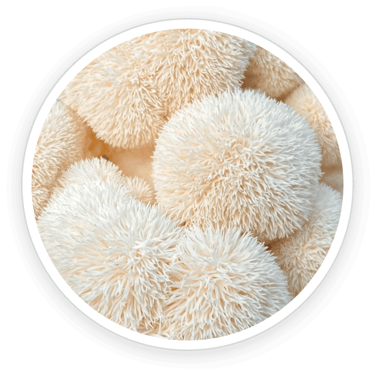 Organic Lion's Mane ingredient