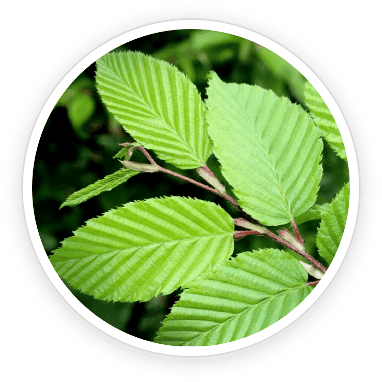 Slippery Elm Bark ingredient